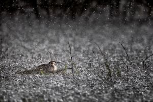 Potápka roháč (Podiceps cristatus)