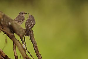 Lejsek šedý (Muscicapa striata)