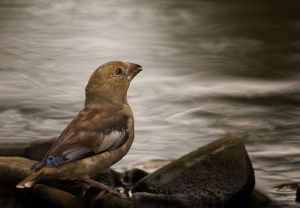 Dlask tlustozobý (Coccothraustes coccothraustes)