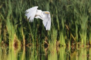 Volavka bílá (Ardea alba)