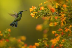 Kolibřík zelený (Colibri thalassinus) Green Violet-ear