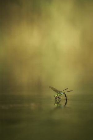  Šídlo královské (Anax imperator) – Emperor dragonfly