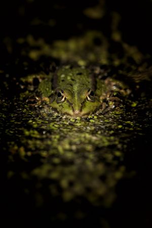 Skokan zelený (Pelophylax esculentus)