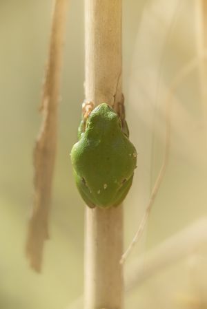 Rosnička zelená (Hyla arborea)