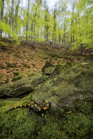 Mlok skvrnitý (Salamandra salamandra)