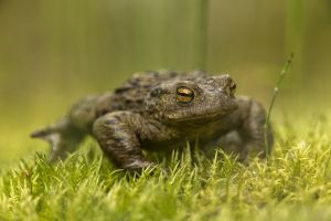 Ropucha obecná (Bufo bufo)