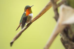 Kolibřík jiskřivý (Selasphorus scintilla) Scintillant Hummingbird