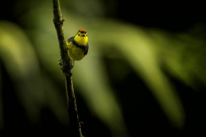 Lesňáček obojkový (Myioborus torquatus) Collared Whitestart