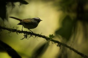 Lesňáček černolící (Basileuterus melanogenys) Black-cheeked Warbler