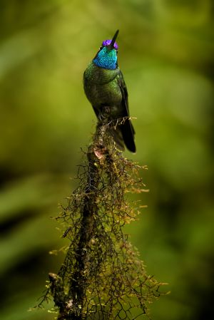 Kolibřík skvostný (Eugenes fulgens) Magnificent Hummingbird