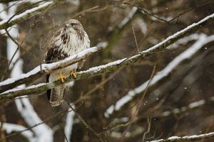 Káně lesní (Buteo buteo)