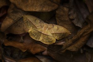 Dead Leaf Moth (oxytenis modestia)